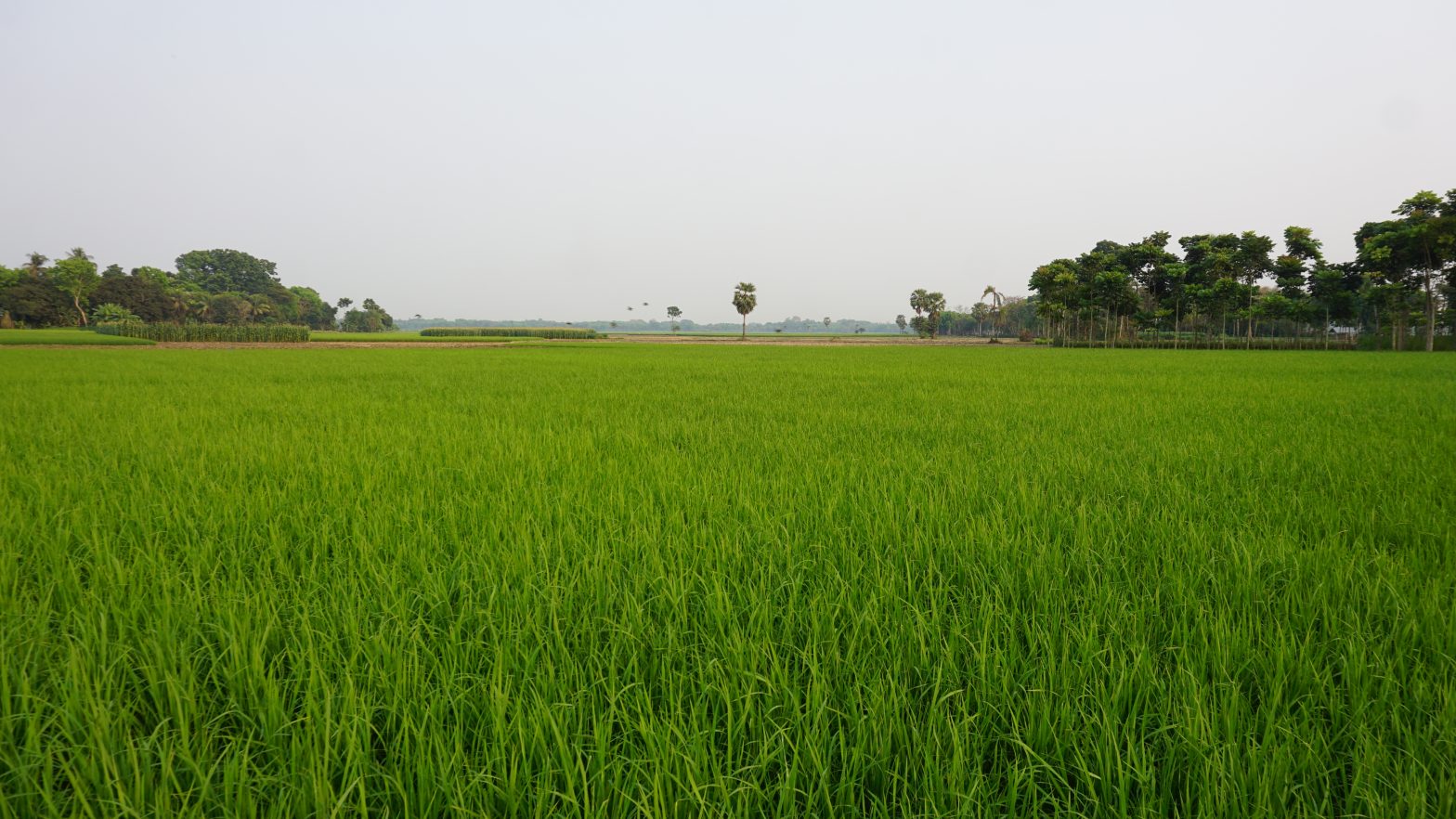 agriculture case study